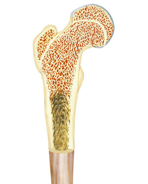 La moelle osseuse est le matériel cellulaire situé au centre des os, et elle est essentielle pour le fonctionnement du système immunitaire.  
