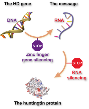 Contrairement aux ASOs et aux petits ARN interférents, qui ciblent l'ARN, les ZFPs ciblent l'ADN.  Traduction des légendes de la figure: DNA: ADN; RNA: ARN; Zinc finger gene silencing: réduire un gène au silence avec un Doigt de Zinc; RNA silencing: réduire un ARN; The huntingtin protein: la protéine huntingtin  