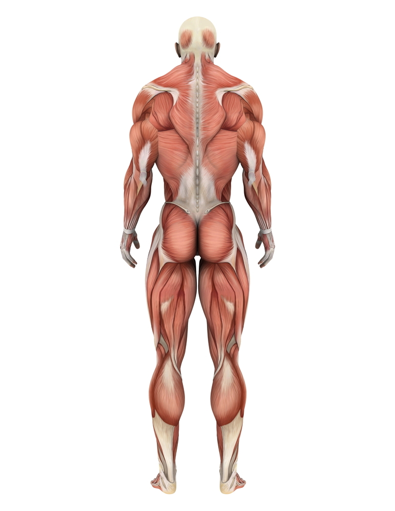 Les muscles du corps sont composés de fibres, celles-ci pourraient être "hyper"excitées dans la MH. Est-ce que cela pourrait contribuer aux symptômes moteurs?  
