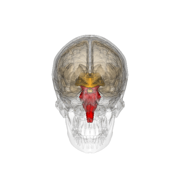 Le tronc cérébral (en rouge) se trouve à la jonction du cerveau avec la moëlle épinière. Cette région joue un rôle important dans le contrôle de fonctions simples comme la respiration ou la déglutition.   