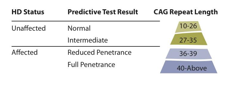 Un tableau résumant les différents résultats possibles d'un test génétique prédictif de la MH.