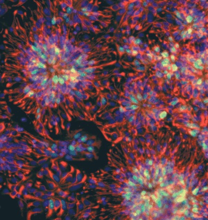 Cellules souches embryonnaires cultivées dans une boîte de Pétri