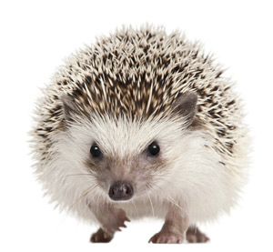 Des épines partout ... Un facteur de transcription appelé 'Sonic Hedgehog' a amené des cellules souches à se développer en neurones épineux moyens.