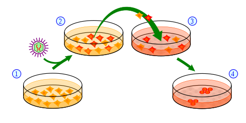 Vue d'ensemble du processus de fabrication des cellules IPSC à partir des cellules de peau. 1) Les cellules de peau sont cultivées dans une boîte de Pétri et traitées (2) avec des gènes nécessaires pour les transformer en cellules souches. (3) Un sous-ensemble de cellules traitées recevront le message pour devenir des cellules souches pluripotentes induites.