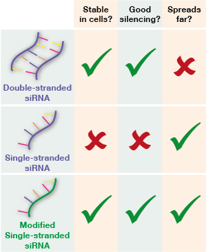 Les médicaments ARNsi simple brin pourraient combiner la puissance du silençage de l'ARN double brin avec la capacité des molécules simple brin à se propager dans tout le cerveau.