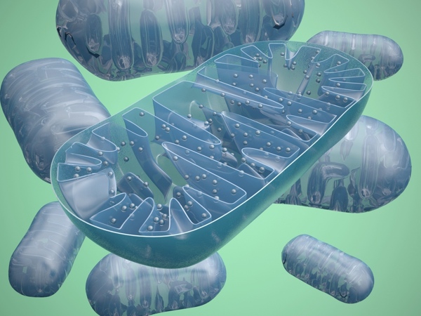 Un des rôles principaux de PPAR-delta est l'aide à la régulation des mitochondries, la centrale éléctrique de la cellule