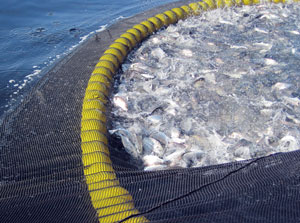Un grand filet va attraper beaucoup de poissons, mais c'est un travail difficile à traiter et des poissons indésirables risquent d'être attrapés. La recherche orientée par la découverte est semblable - elle génère une grande quantité de données qui doit être analysée très soigneusement afin d'éviter des conclusions erronées.