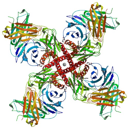 Le Potassium, et d'autres ions, circule à travers des "canaux à ions". Les canaux à ions sont des protéines incroyablement compliquées qui laissent entrer dans la cellule ces ions chargés électriquement . Ici, nous voyons un canal potassique vu de l'extérieur de la cellule. Regardez de plus prÚs. Il y a une sphÚre minuscule au centre, qui représente un ion potassium chargeant la cellule!