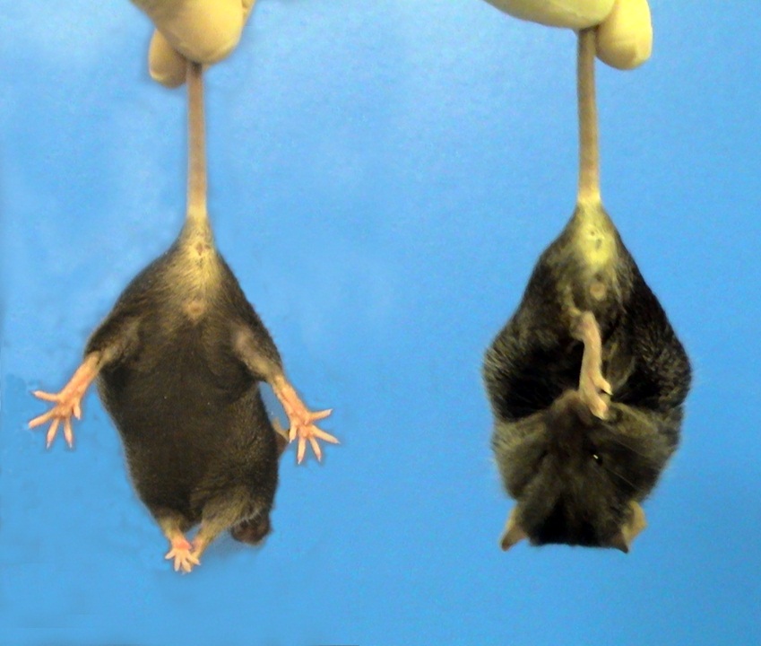 Un exemple "d'étreinte" chez les souris MH utilisées pour cette étude - à droite, une souris MH alors qu'à gauche il s'agit d'une souris normale.