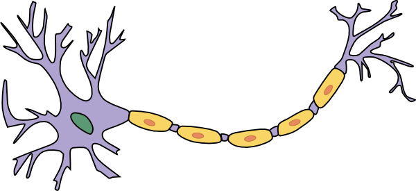 Sur ce dessin, les "dendrites" du neurones sont de fines saillies sur la gauche. Le "soma" du neurone est le corps principal de la cellule (en violet ici). Le long fil en saillie Ă droite est "l'axone" du neurone.
