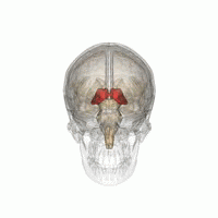 Le thalamus (en rouge) repose profondément au centre du cerveau et sert de station relais pour les messages qui voyagent d'une partie du cerveau à l'autre.