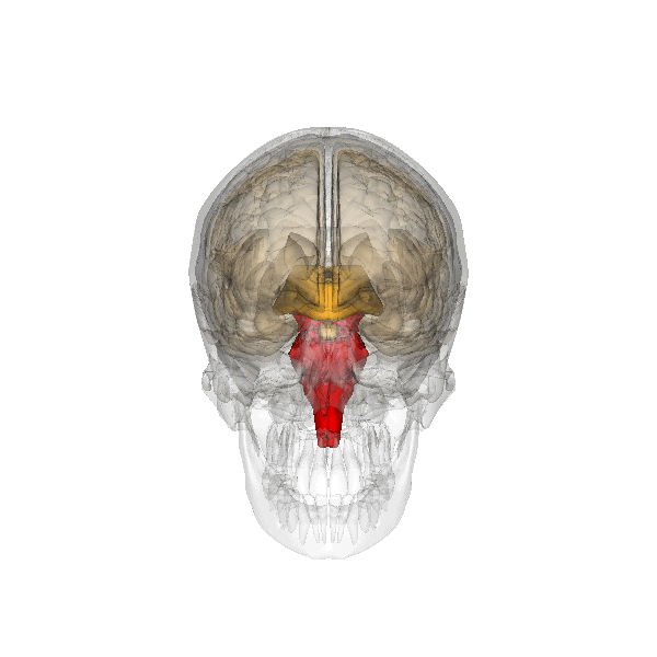 Le tronc cérébral (en rouge) se trouve à la jonction du cerveau avec la moëlle épinière. Cette région joue un rôle important dans le contrôle de fonctions simples comme la respiration ou la déglutition.