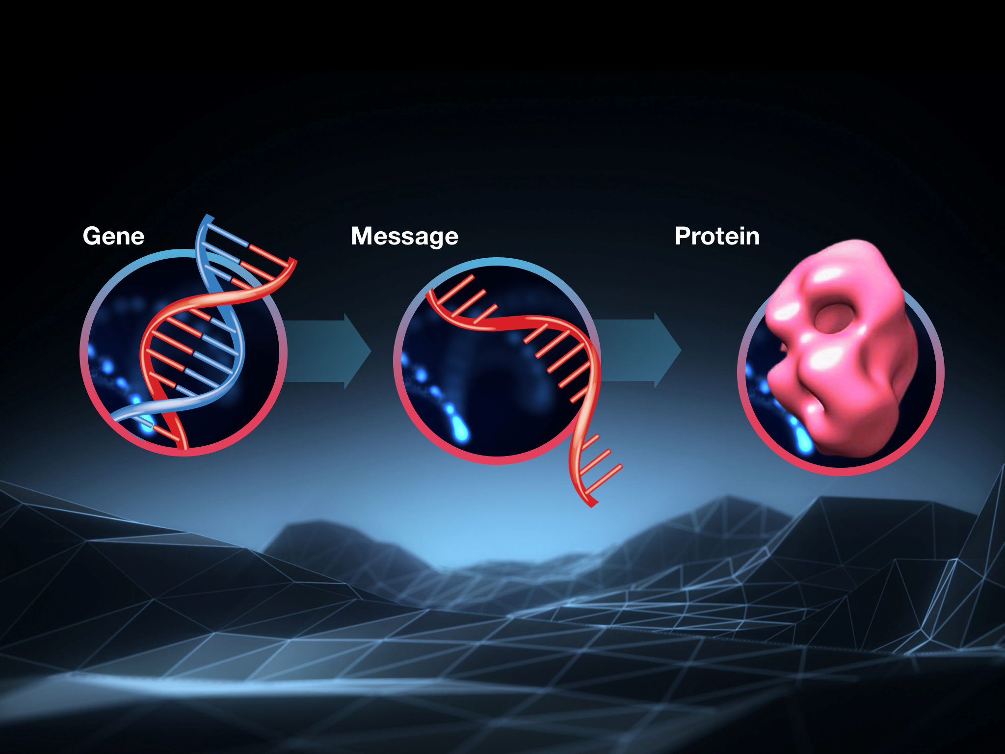 Tout ce que vous devez savoir sur la biologie moléculaire - dans l'ADN, le gÚne MH fournit des instructions pour créer la protéine huntingtine. Une molécule informative, composée d'ARN, achemine le message du gÚne vers le processus de production des protéines dans les cellules.