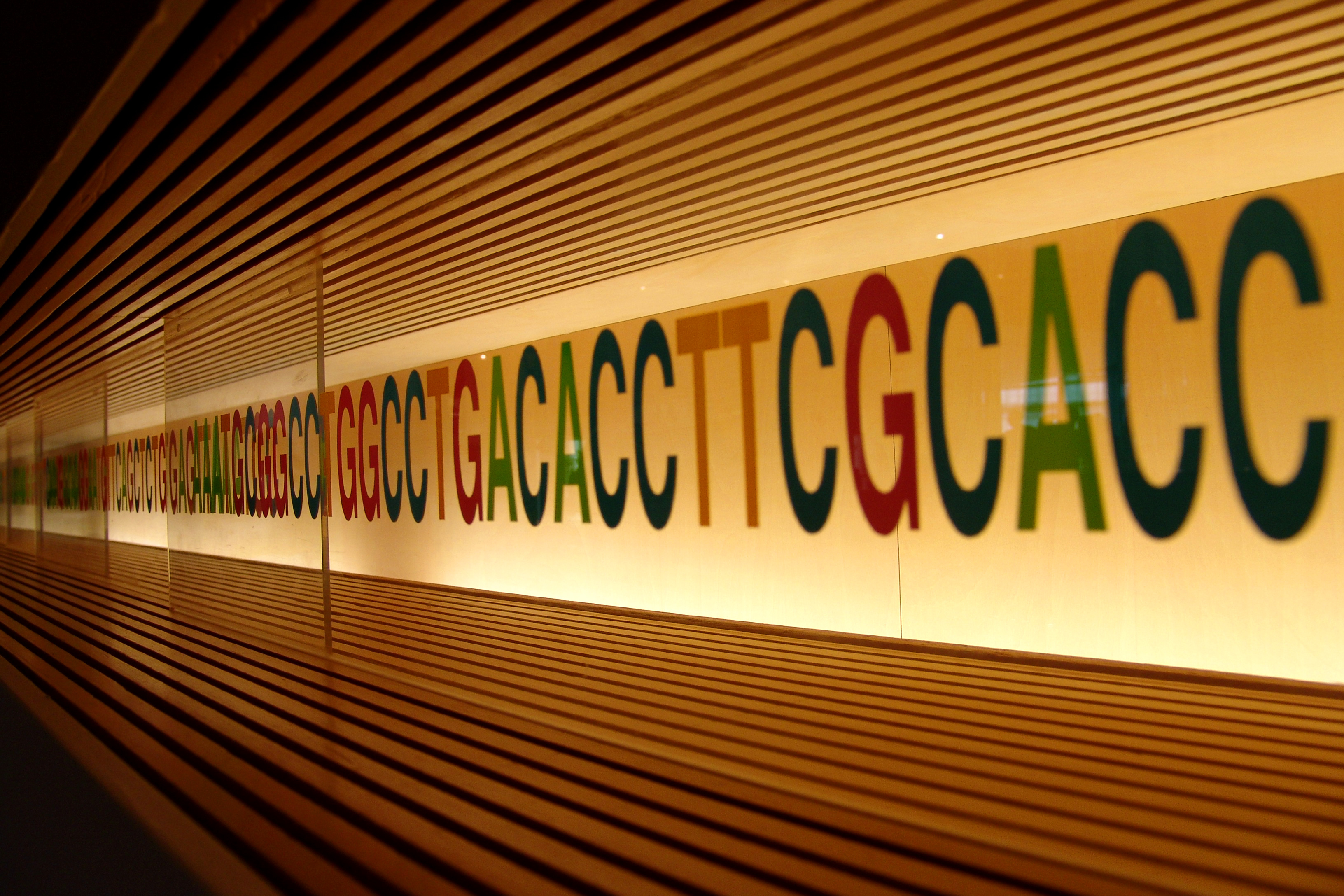 Notre code génétique est composé des lettres A, T, C et G, enchaînées selon diverses combinaisons. De petites modifications de ce code font de chacun de nous un être unique, mais d'autres modifications peuvent entraîner des maladies, comme la maladie de Huntington.