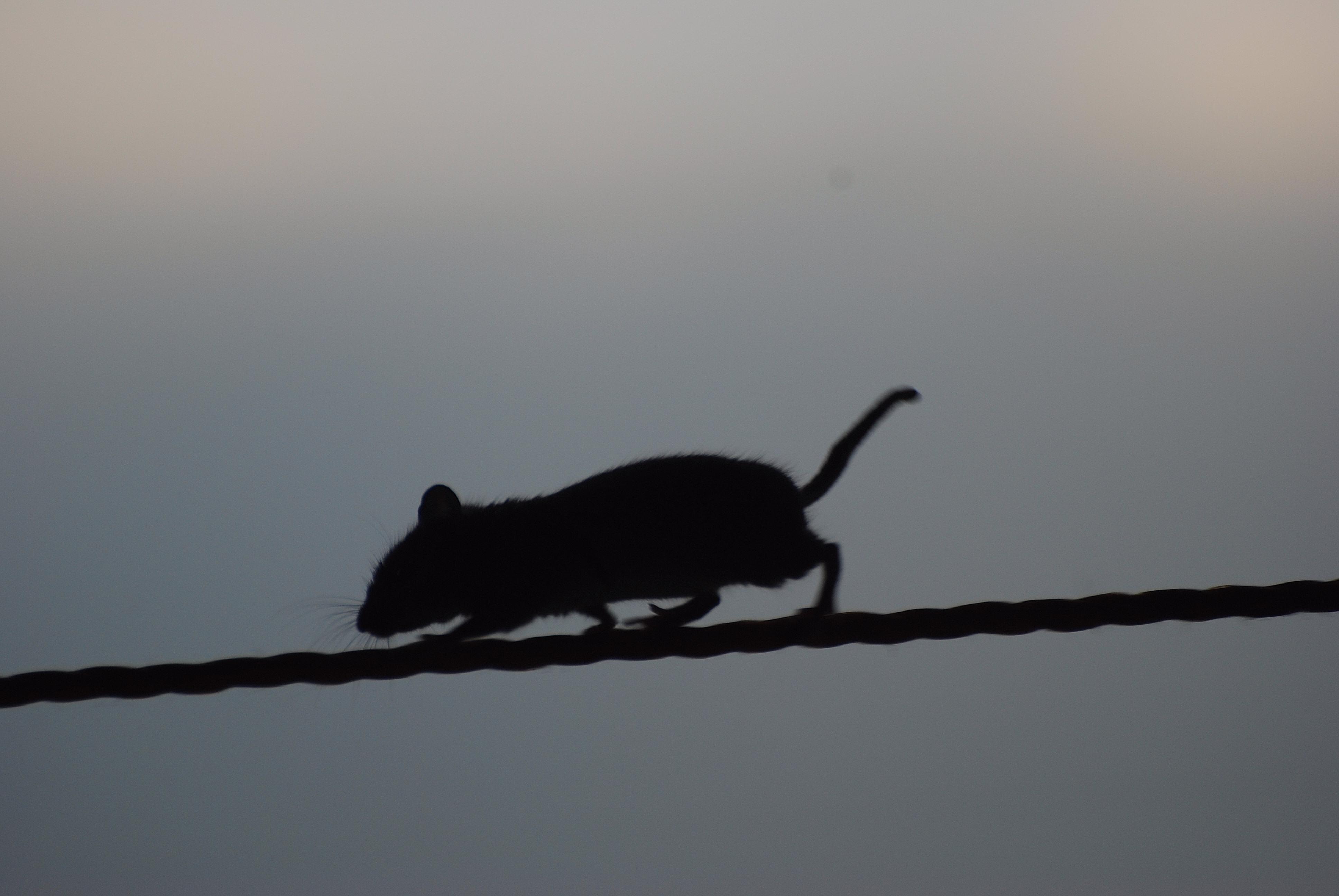Les souris traitées avec la molécule Comp-43 présentaient des symptômes améliorés lors de tests sur des tâches en laboratoire qui mesurent leur mouvement et leur coordination.