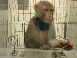 Un des singes rhésus de Davidson récupère une petite douceur dans un test de coordination motrice sensible. Le collier du singe enregistre tous ses mouvements.  