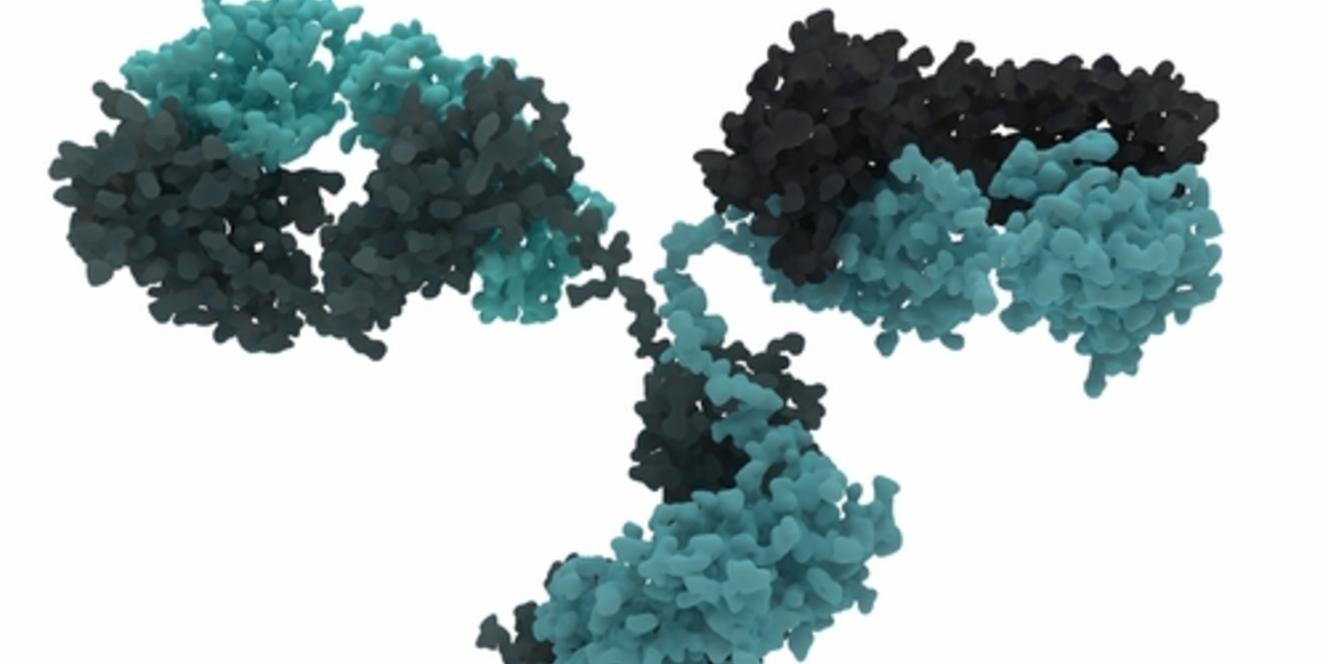 De nouveaux anticorps permettent de détecter des sites toxiques dans la protéine huntingtine