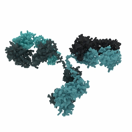  Structure d'un anticorps  