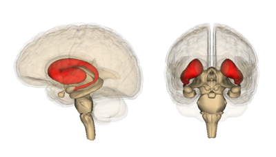 Le striatum,illustré en rouge, est la région du cerveau qui dégénère le plus rapidement chez les porteurs de la mutation dans la MH. Le cortex, aussi étudié par le groupe du Dr Finkbeiner, est la partie plissée située dans la partie la plus extérieure du cerveau.   
