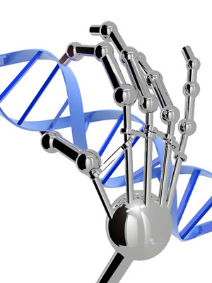 Les doigts de zinc peuvent être conçus pour se lier à n'importe quelle séquence d'ADN que nous voulons. Cependant, ils ne ressemblent pas vraiment à une main robotisée.  
