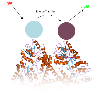 Le principe du TR-FRET. Deux anticorps différents (bleu et violet), liés à une protéine, telle que la huntingtine, interagissent pour modifier les propriétés de la lumièren d'une manière que nous pouvons mesurer  