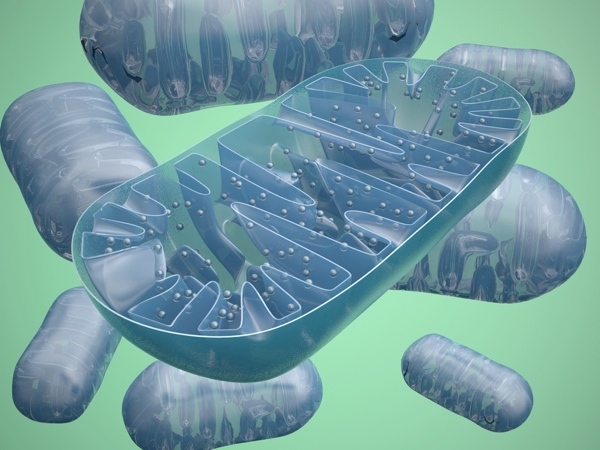 Un des rôles principaux de PPAR-delta est l'aide à la régulation des mitochondries, la centrale éléctrique de la cellule  