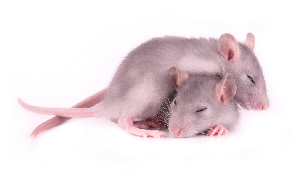 Les études chez les souris modèles de la MH ont aidé à comprendre les troubles du sommeil chez les patients. De manière encourageante, la restauration d'un cycle normal du sommeil chez ces souris a amélioré leur performance cognitive.  