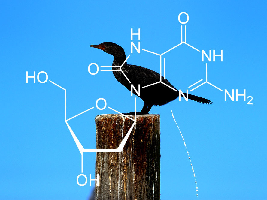 La structure d'8OHdG ou 8-hydroxy-deoxy-guanosine. Il est produit quand l'ADN est endommagé et tire son nom des fèces des oiseaux.  