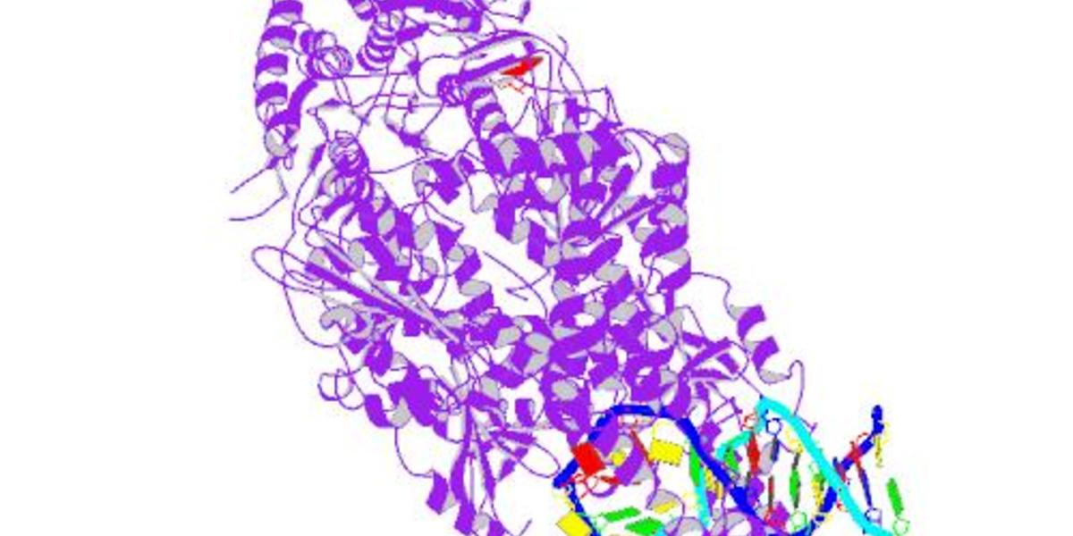 Une protéine de réparation de l’ADN modifie la stabilité des longs secteurs CAG dans le gène de la maladie de Huntington.