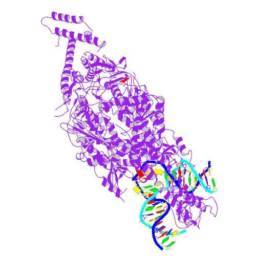 La famille de protéines MSH (violet) scanne le long de l'ADN (brins jumelés), à la recherche d'erreurs.  