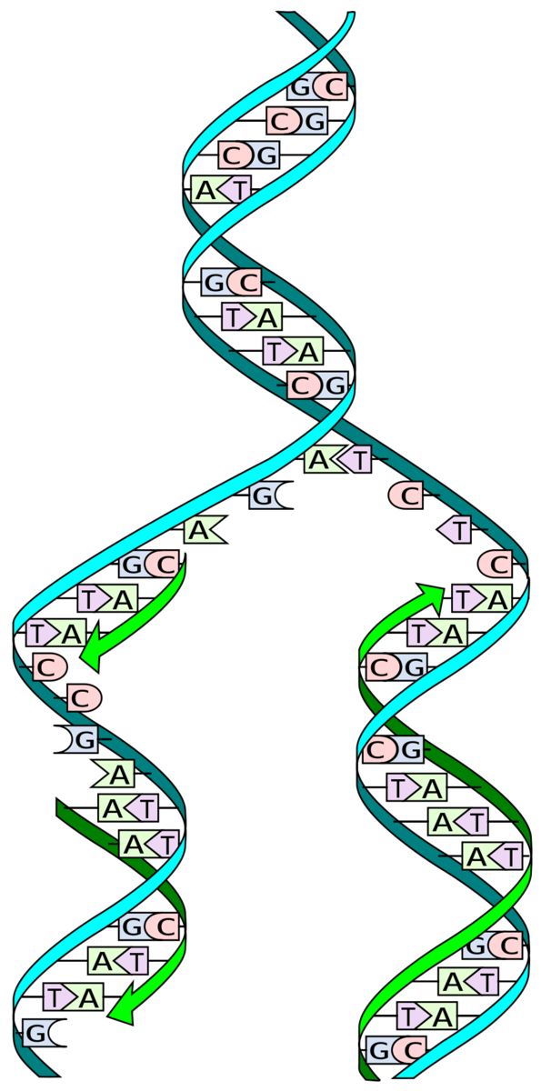 Pendant la 'réplication' de l'ADN, les deux brins complémentaires de la 'double hélice' sont séparées ; et de nouveaux brins sont construits par l'addition séquentielle de lettres d'ADN complémentaires - dupliquant parfaitement la double hélice dans le processus.  