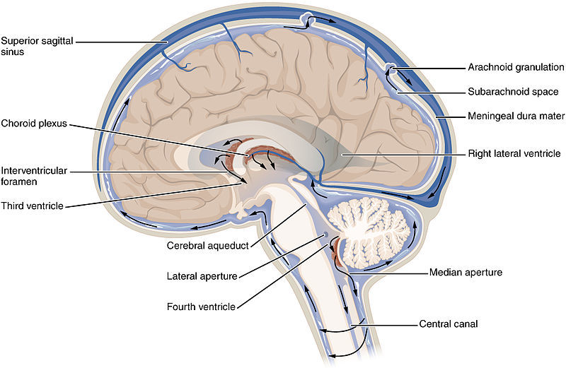 Le liquide céphalo-rachidien, ou LCR, circule partout dans le cerveau.  