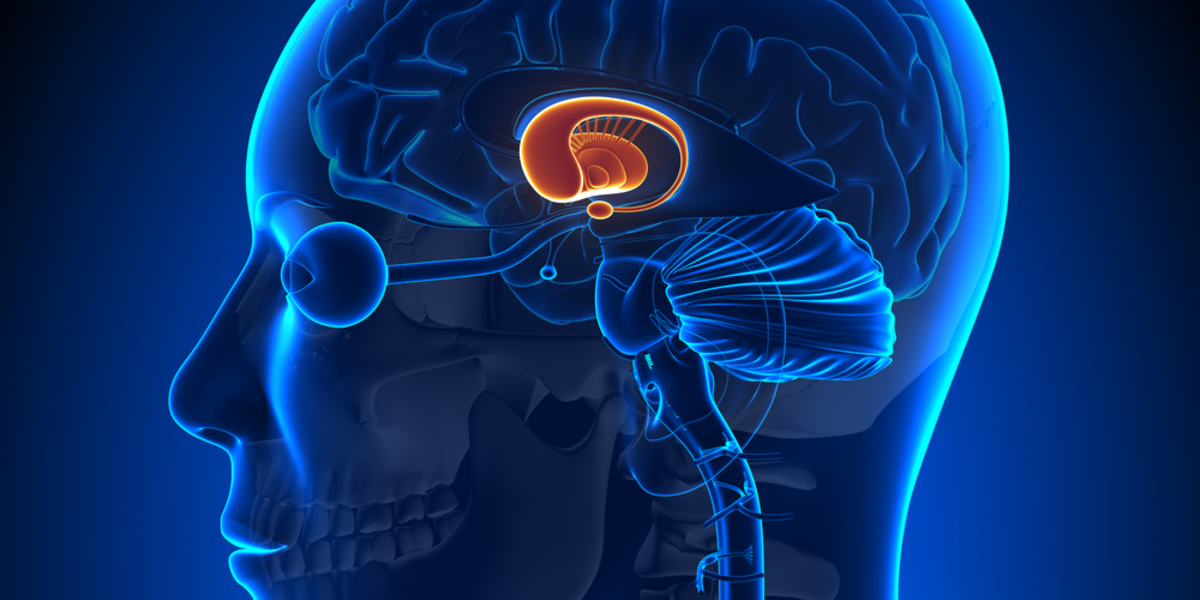 Le cerveau dans la maladie de Huntington : plus grand que la totalité de ses parties ? 