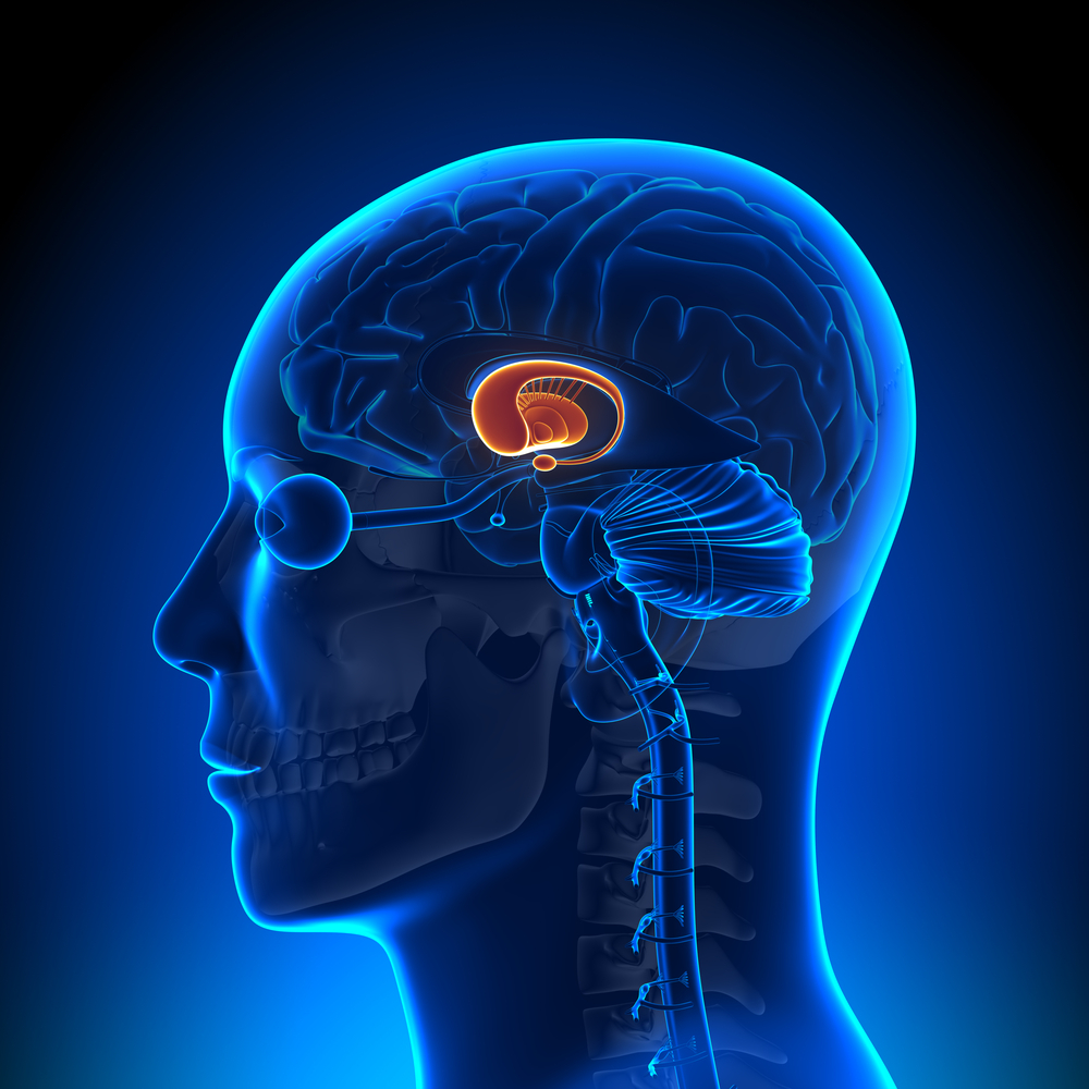 Le 'striatum' est une partie de la structure profonde du cerveau, mise en évidence sur l'image. Le cortex, qui forme la surface du cerveau humain, fournit le BDNF au striatum.  
