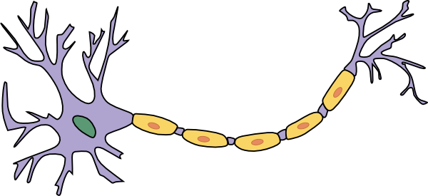 Sur ce dessin, les "dendrites" du neurones sont de fines saillies sur la gauche. Le "soma" du neurone est le corps principal de la cellule (en violet ici). Le long fil en saillie à droite est "l'axone" du neurone.  
