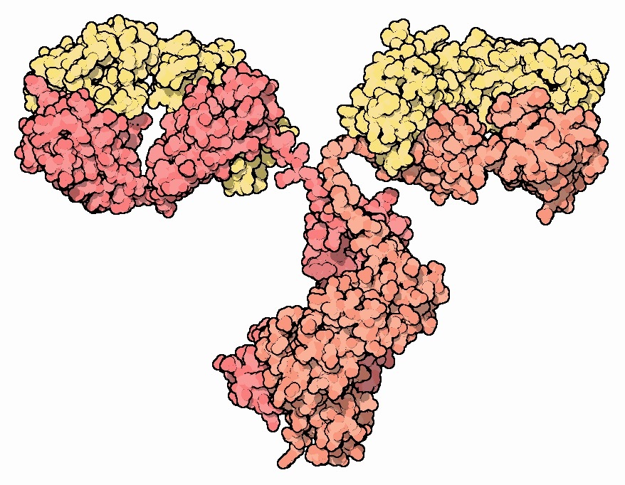 Les anticorps sont des protéines spéciales produites par l'organisme dont le travail consiste à reconnaître d'autres protéines, telles que la protéine huntingtine.  