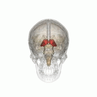 Le thalamus (en rouge) repose profondément au centre du cerveau et sert de station relais pour les messages qui voyagent d'une partie du cerveau à l'autre.    