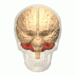Le cervelet (en rouge) se trouve au-dessus du tronc cérébral. Il joue un rôle important dans l'épuration des mouvements; nous avons récemment appris qu'il est aussi touché dans la MH.    