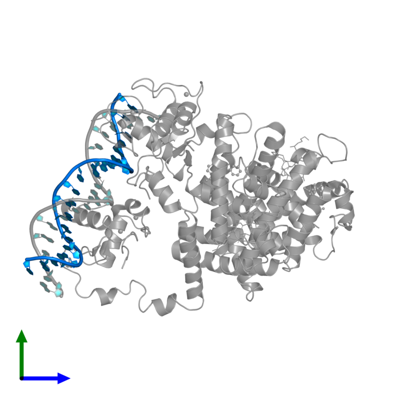 Dans le noyau des cellules, les molécules comme PPAR (en gris) se lient directement sur l'ADN (bleu) , ce qui aide les cellules à savoir quel gène est utilisé à tout moment  