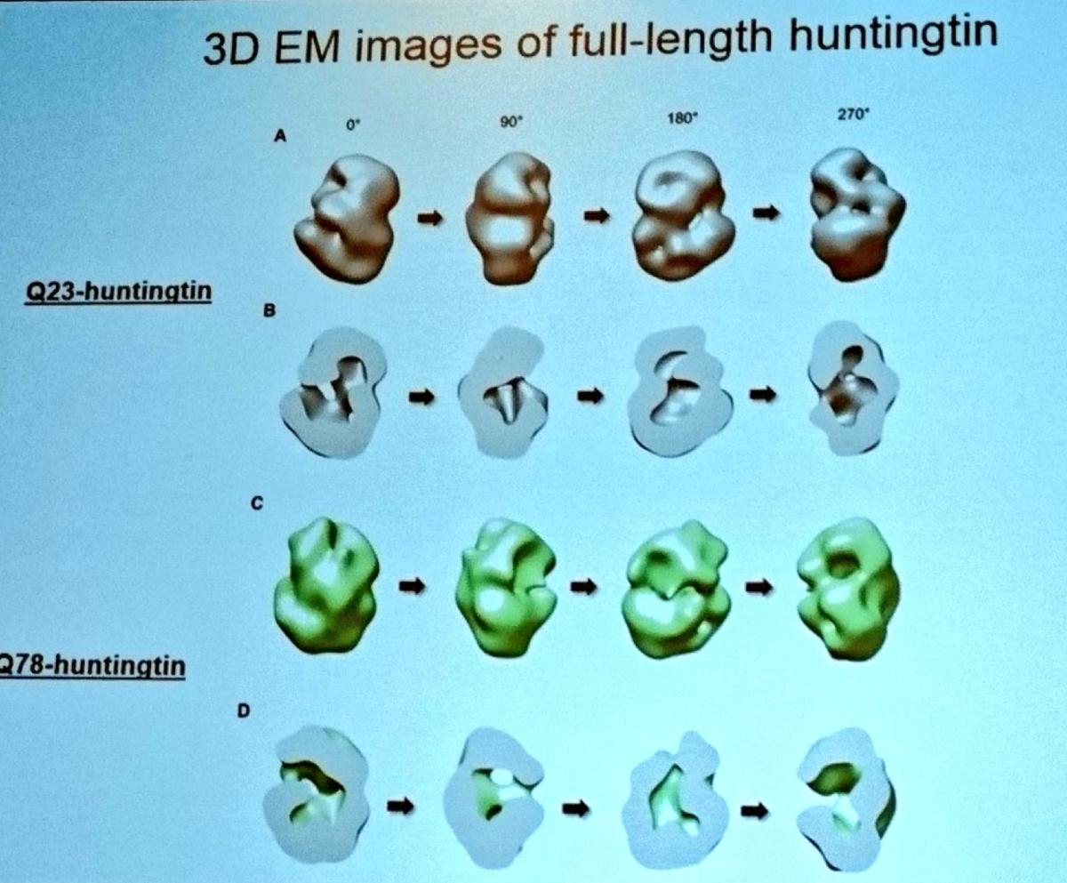 Ihn Sik Seong révèle des images impressionnantes de la forme rudimentaire de la protéine de Huntingtine et de la protéine mutante de Huntingtine -la cause de la MH.   