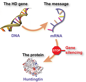 Médicament de diminution de la huntingtine - précédemment appelés médicaments de 'silençage génique' - réduisent les taux de la huntingtine mutante en intimant aux cellules de supprimer la 'molécule messager' du gène huntingtin.  