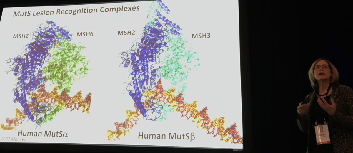 Loreena Beese montre un modèle de l'une des machines à protéines qui s'occupe de l'ADN et est liée à une progression plus rapide ou plus lente de la MH  