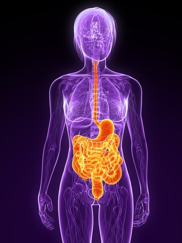 Le système digestif, vu ici en orange, peut être  directement affecté dans le HD, conduisant à la perte de masse corporelle.  
