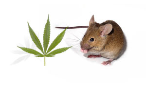 Deux produits chimiques trouvés dans le cannabis ont été testés ensemble dans des souris qui avaient été "empoisonné" pour présenter quelques caractéristiques de la HD.  