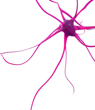 Une nouvelle étude nous éclaire sur la dégénérescence régionale dans la MH