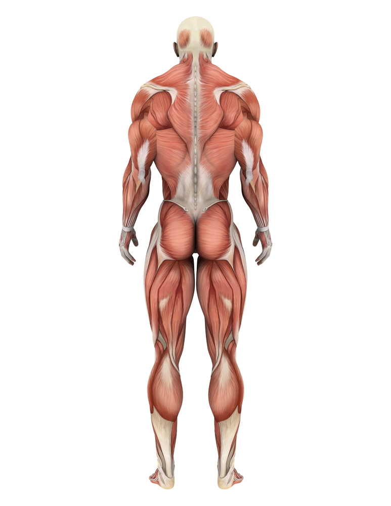 Est-ce que les problèmes musculaires peuvent expliquer les mouvements chez les patients atteints de la Maladie de Huntington.