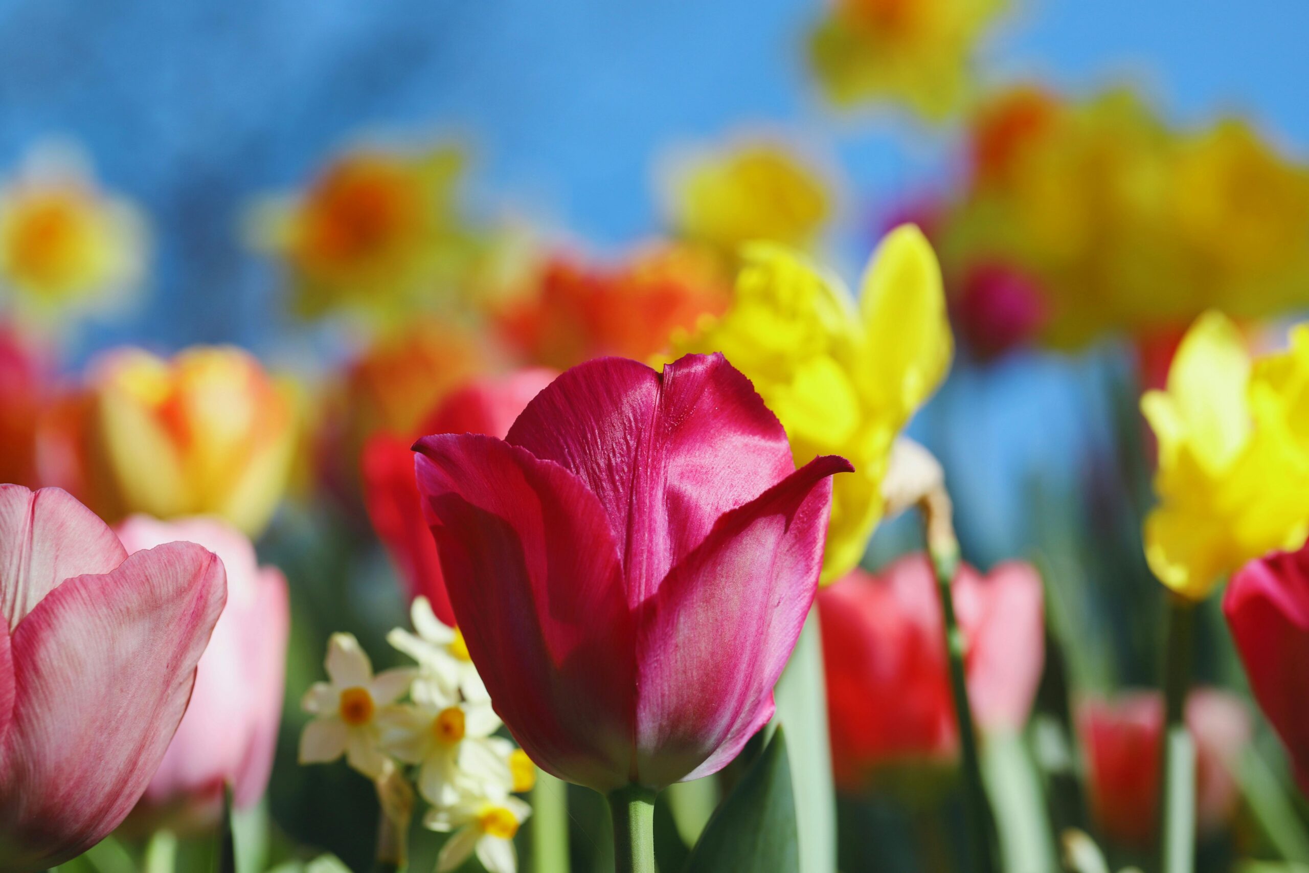 Avril 2026 : ce mois-ci dans la recherche sur la maladie de Huntington