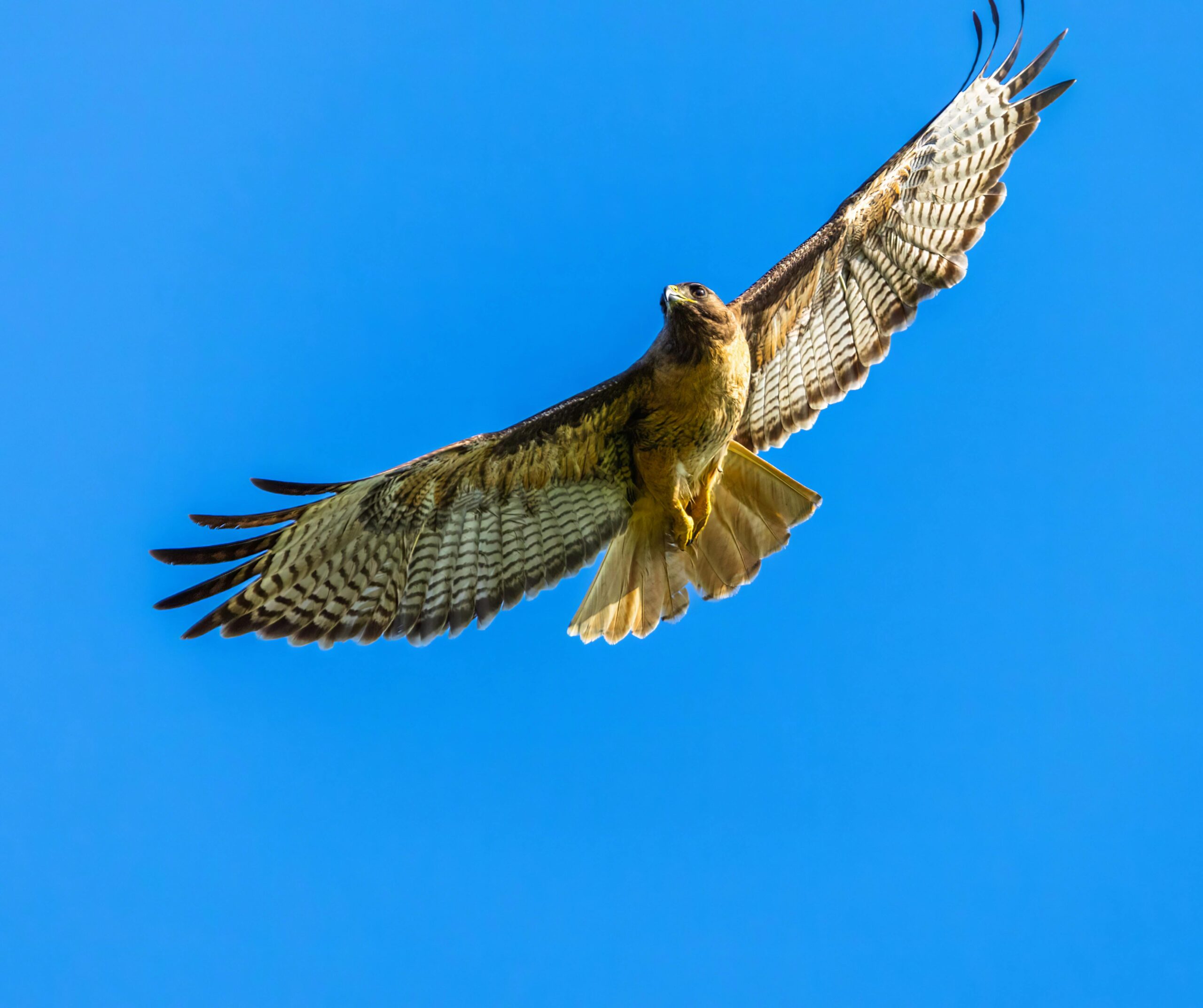 Skyhawk annonce des résultats encourageants à 12 mois pour le médicament oral SKY-0515 contre la maladie de Huntington
